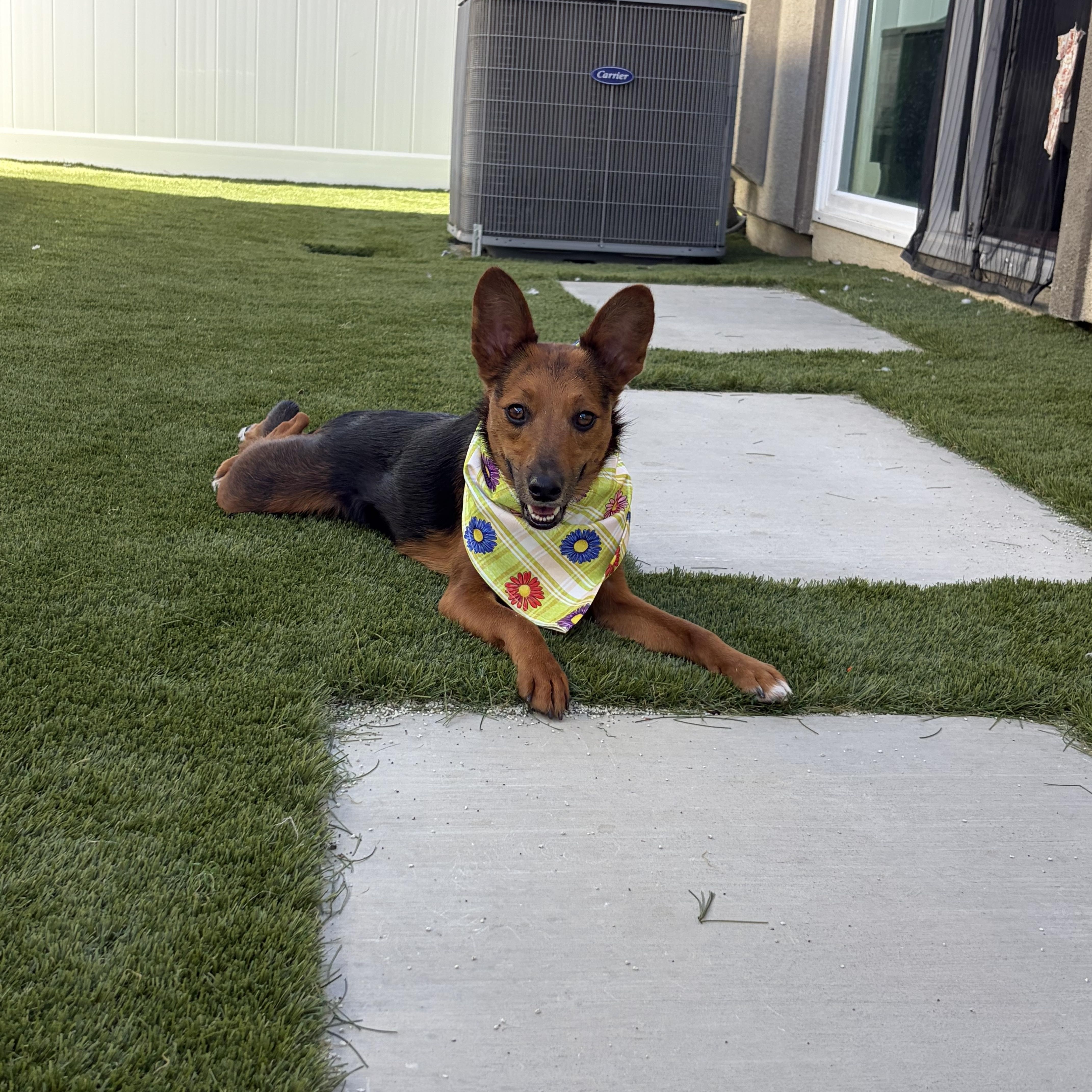 Enlarge Tula a.k.a Little Coyote, a Adoptable mixed breed in Murrieta, CA image 4/6