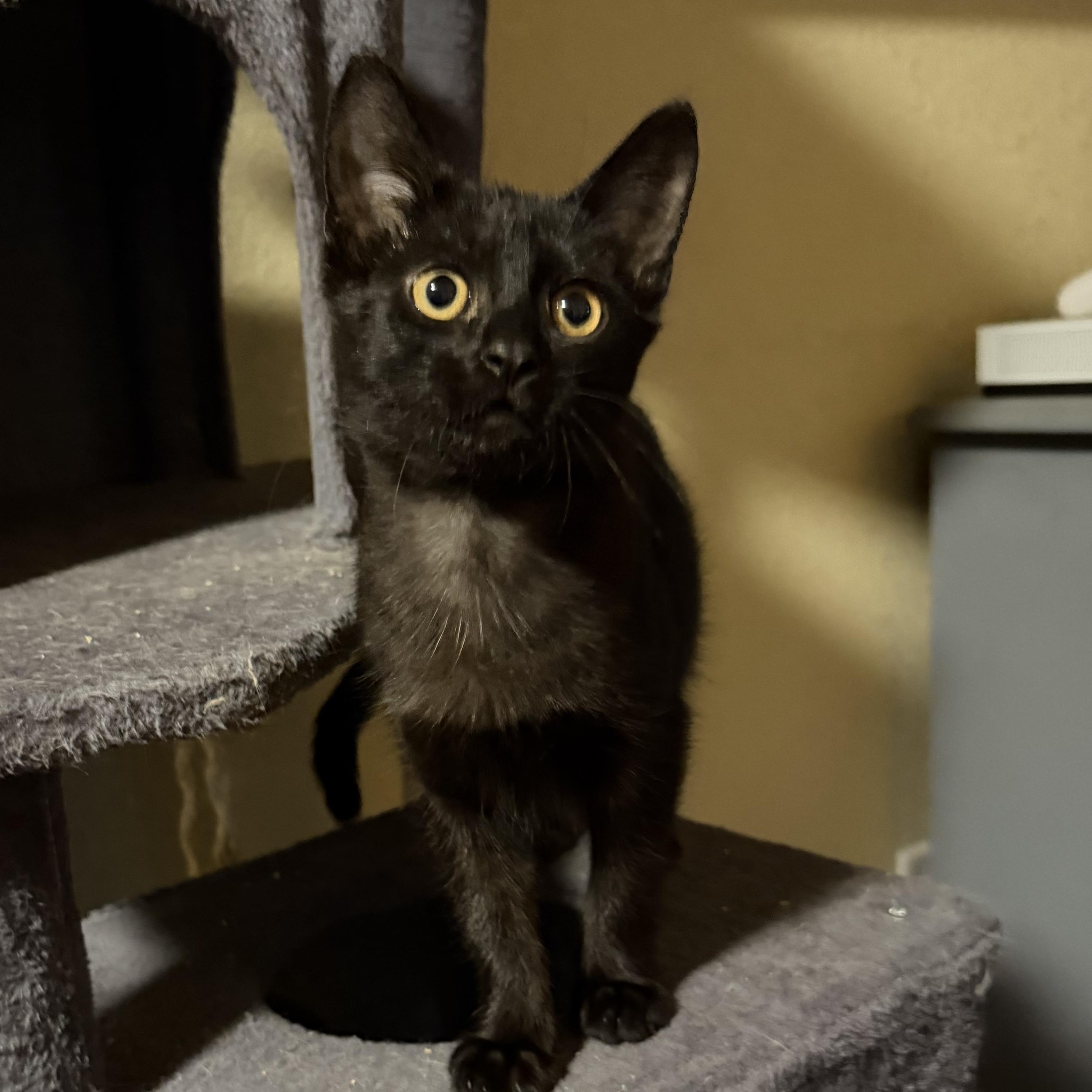 Enlarge Ember, a Adoptable Domestic Short Hair in GALESVILLE, WI image 1/5