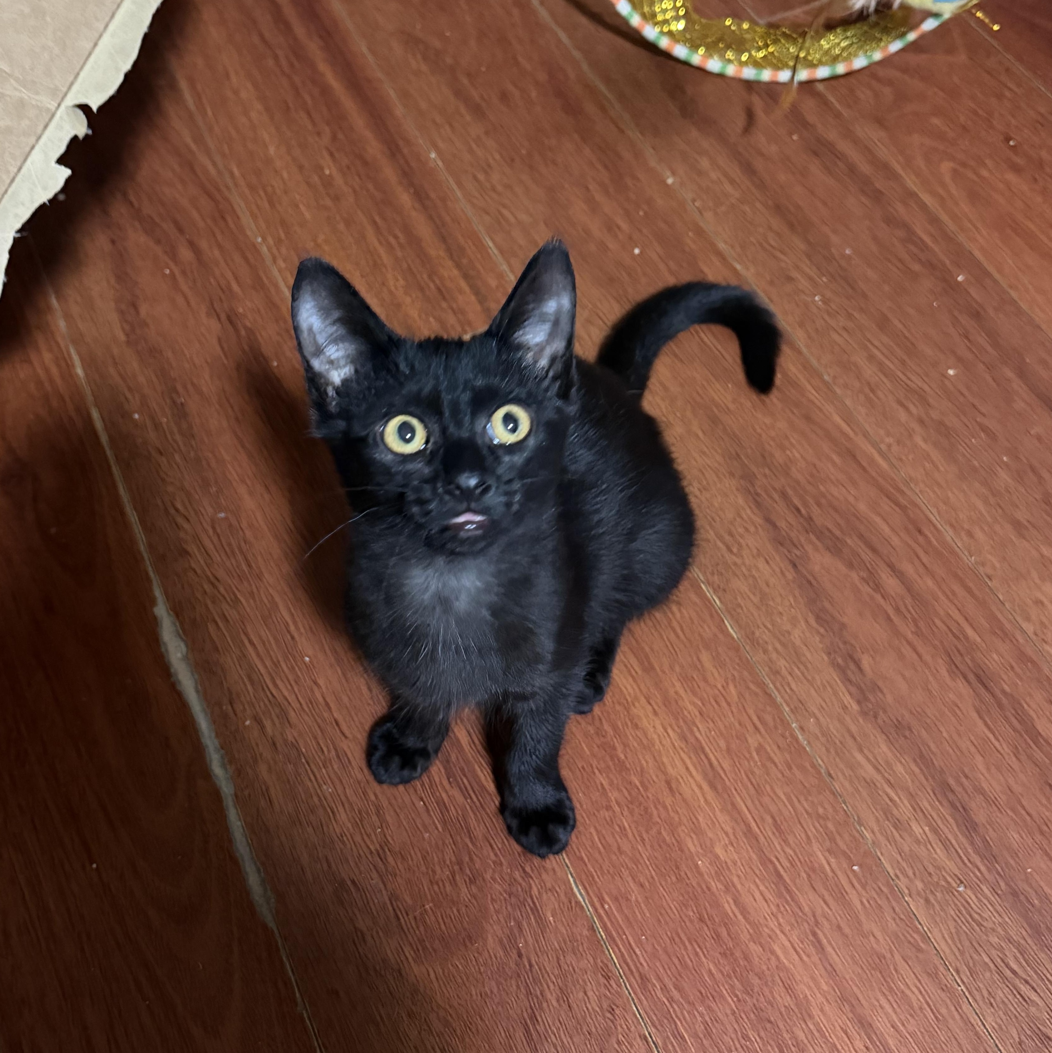 Enlarge Ember, a Adoptable Domestic Short Hair in GALESVILLE, WI image 3/5