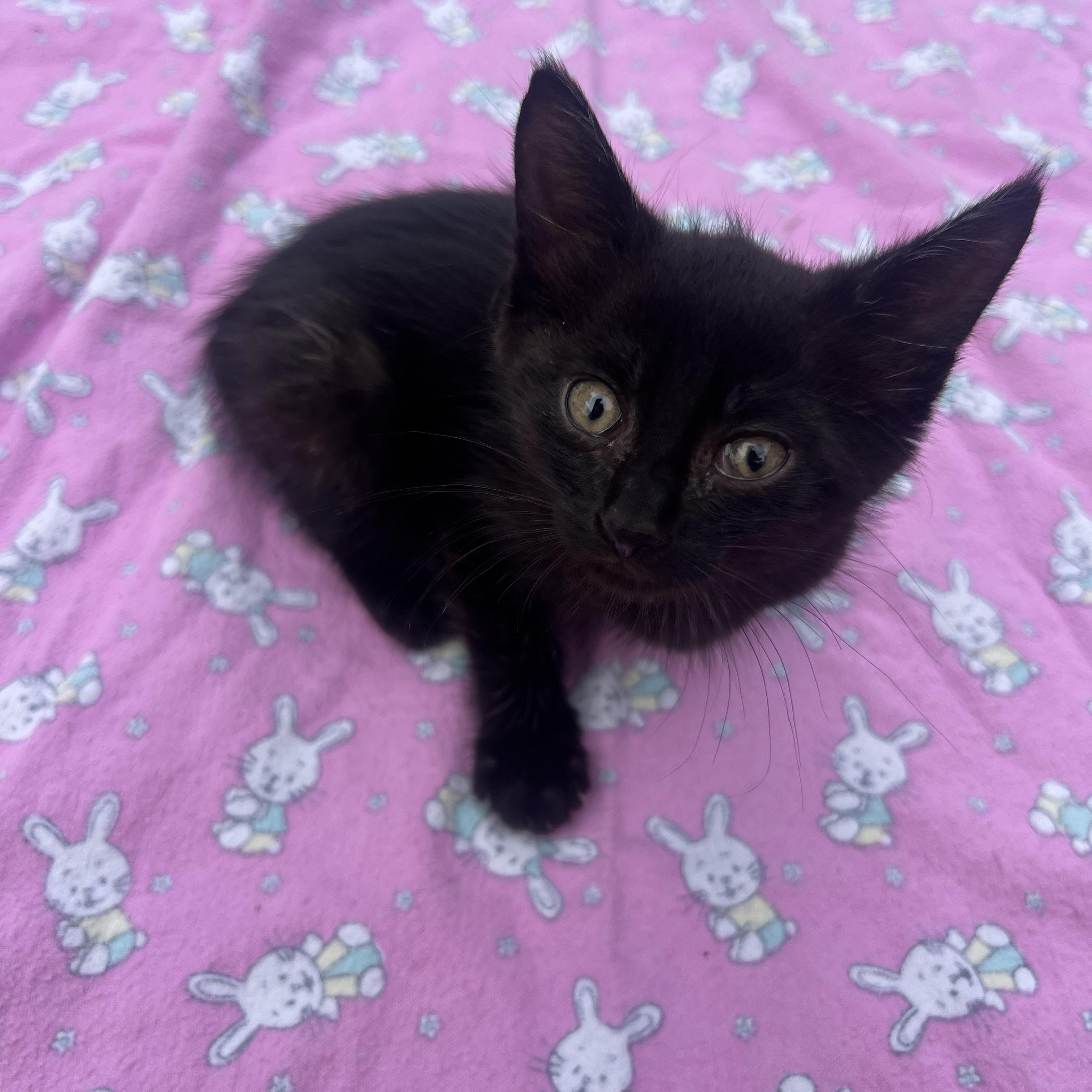 Enlarge Ember, a Adoptable Domestic Short Hair in GALESVILLE, WI image 4/5