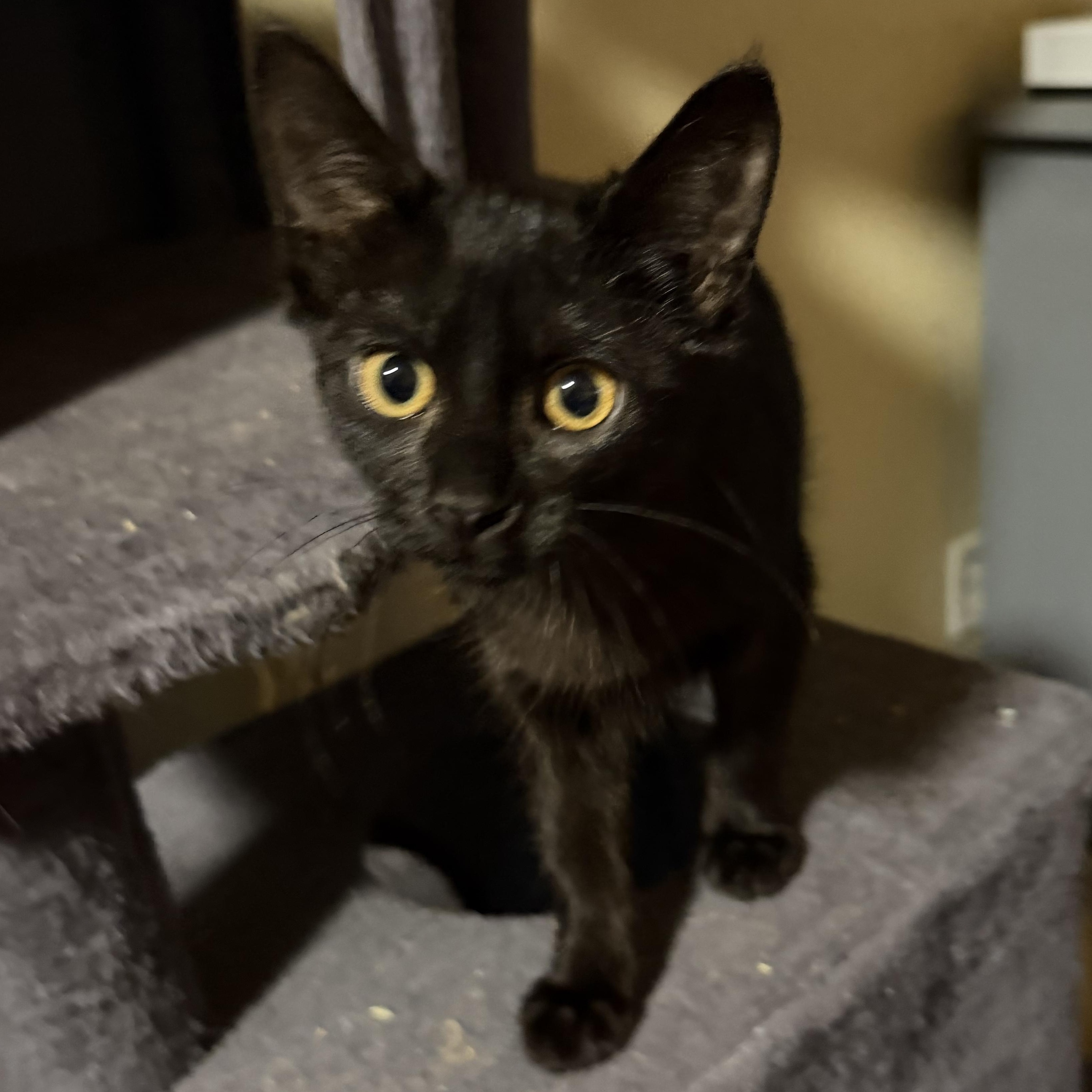 Enlarge Ember, a Adoptable Domestic Short Hair in GALESVILLE, WI image 2/5