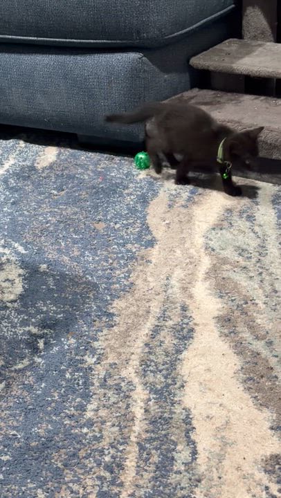 Enlarge Ember, a Adoptable Domestic Short Hair in GALESVILLE, WI video 5/5
