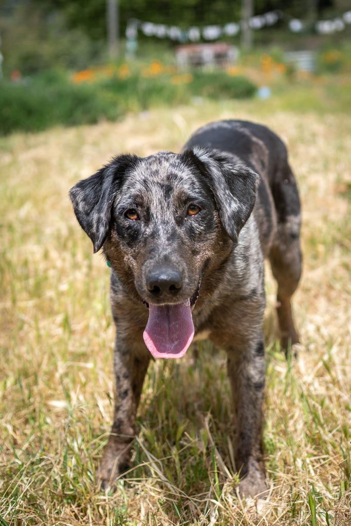 Fable, a ADOPTABLE Catahoula Leopard Dog in Jacksonville, OR image 3/6