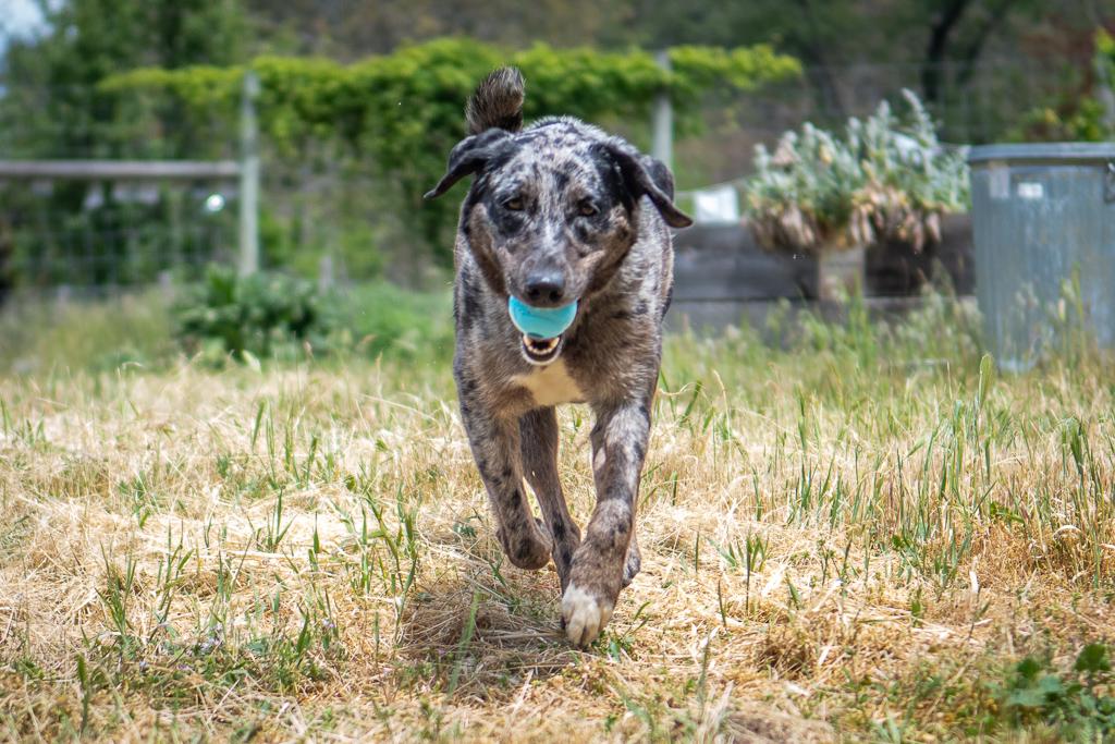 Fable, a ADOPTABLE Catahoula Leopard Dog in Jacksonville, OR image 2/6