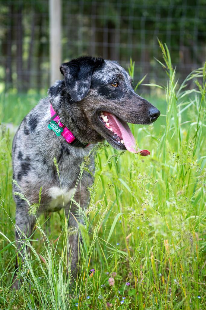 Fable, a ADOPTABLE Catahoula Leopard Dog in Jacksonville, OR image 6/6