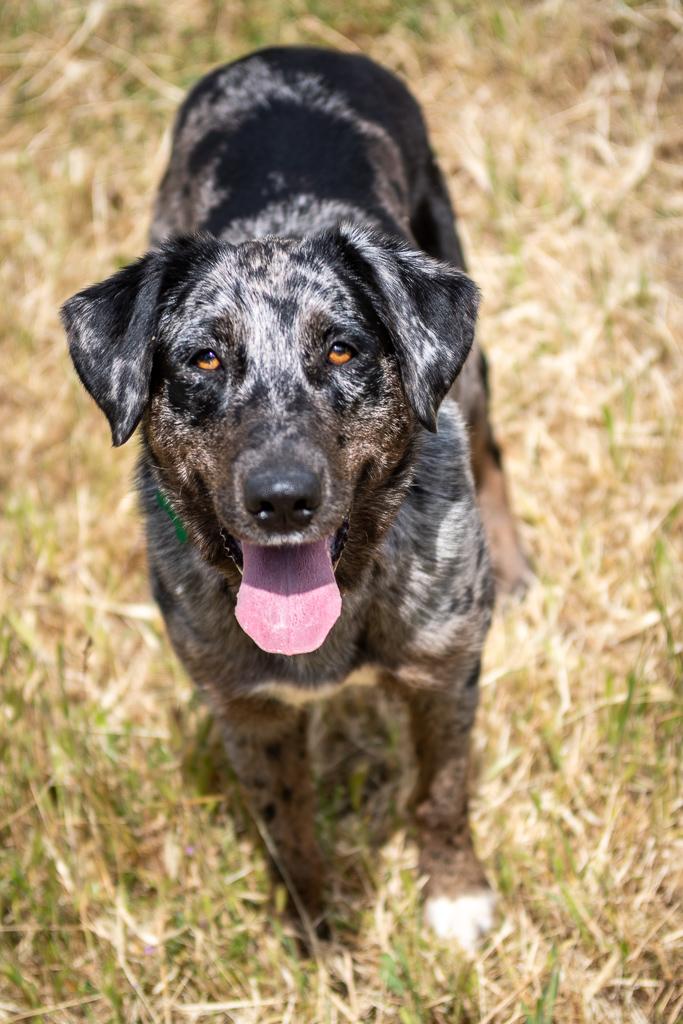 Fable, ADOPTABLE, Young Female Catahoula Leopard Dog.