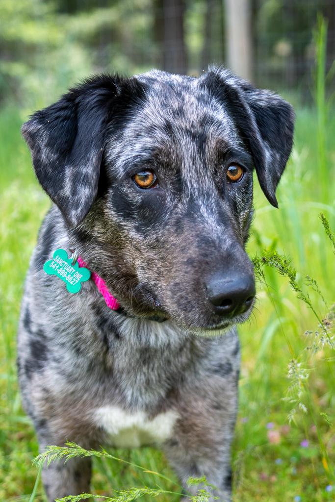 Fable, a ADOPTABLE Catahoula Leopard Dog in Jacksonville, OR image 4/6
