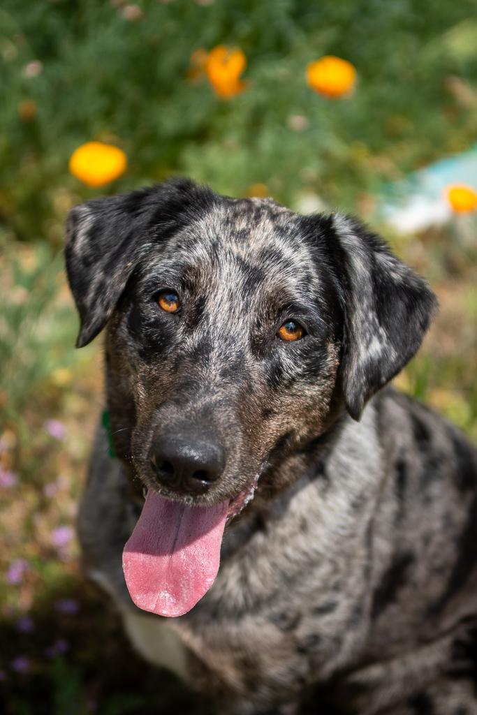 Fable, a ADOPTABLE Catahoula Leopard Dog in Jacksonville, OR image 5/6