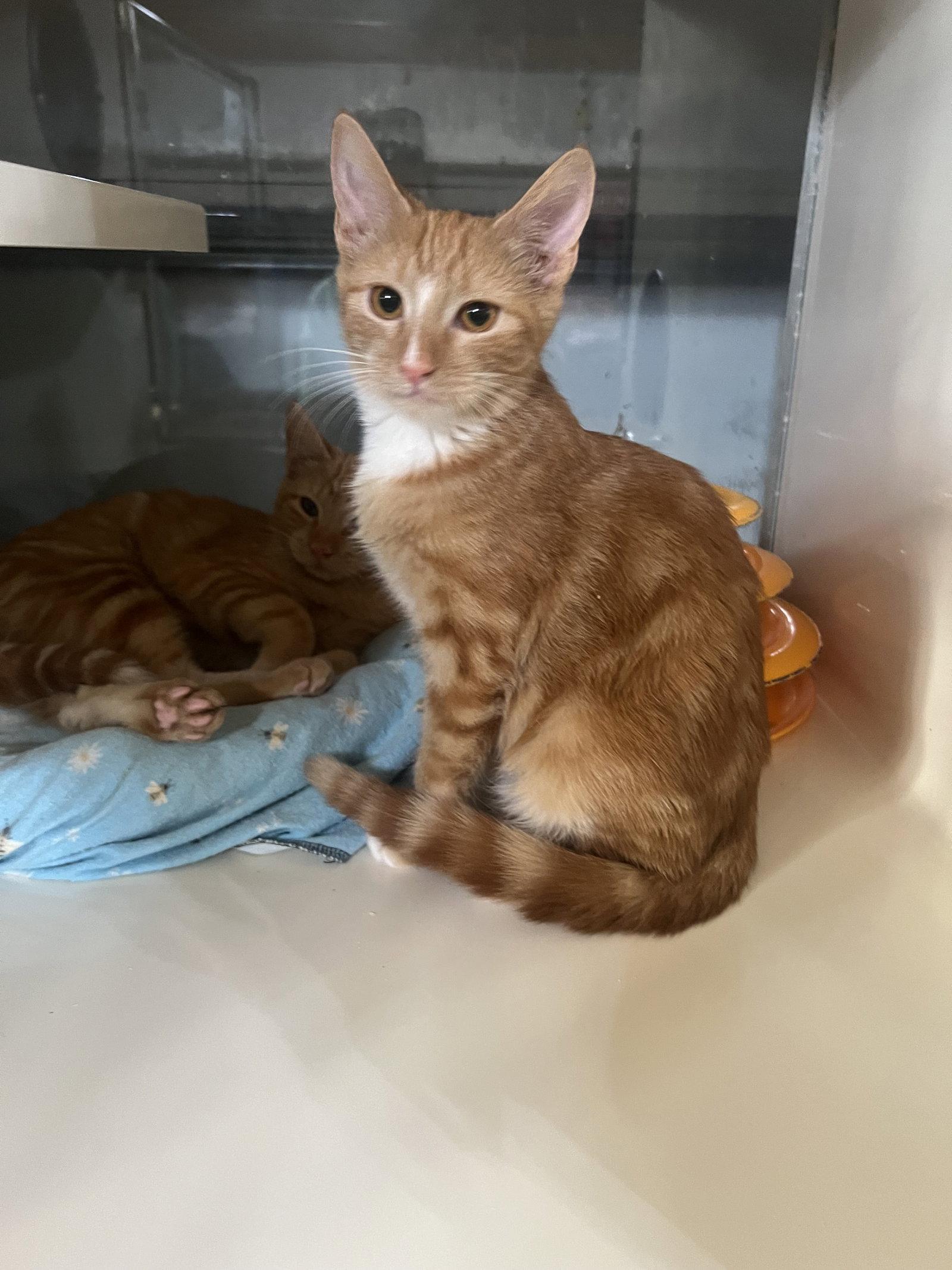 Sundance, Adoptable, Kitten Female Domestic Short Hair.
