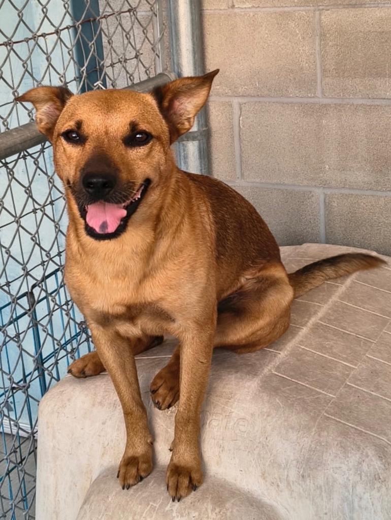 Enlarge Sarg, a Adoptable mixed breed in Brownwood, TX image 1/2