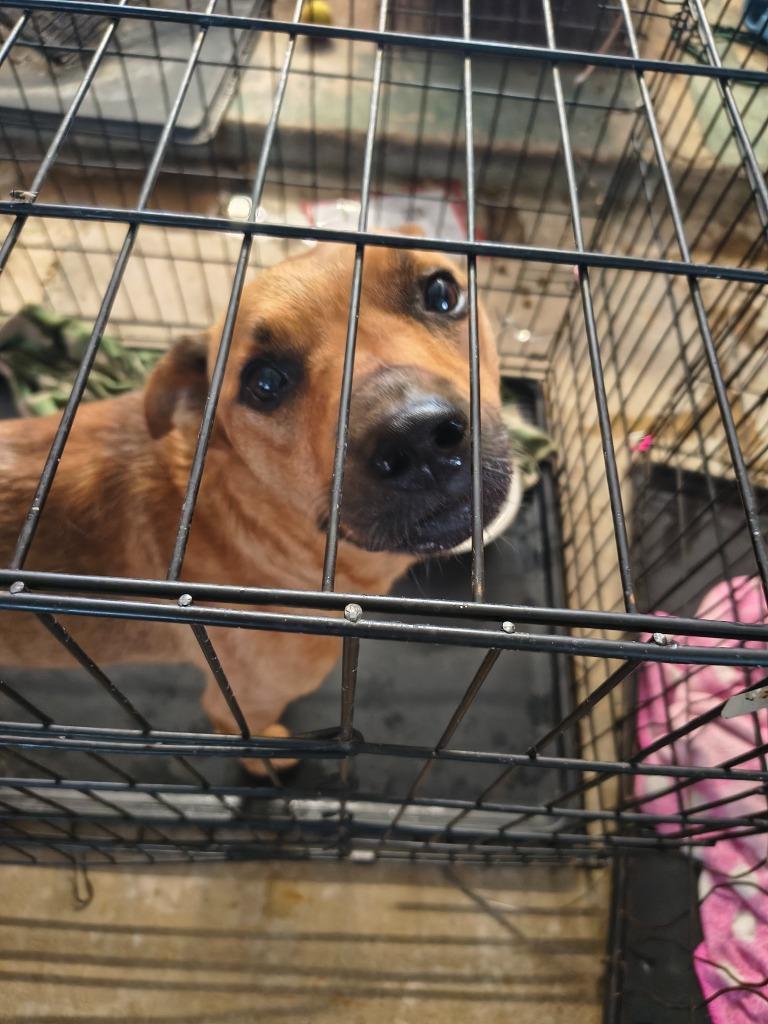 Enlarge Sarg, a Adoptable mixed breed in Brownwood, TX image 2/2