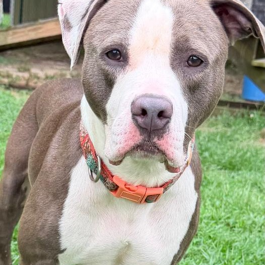 Enlarge Laika, an adopted American Staffordshire Terrier in Saluda, VA image 2/2