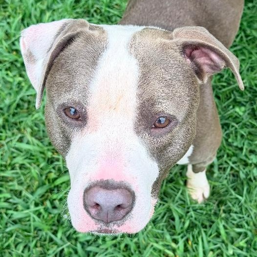 Laika, adopted, Young Female American Staffordshire Terrier.