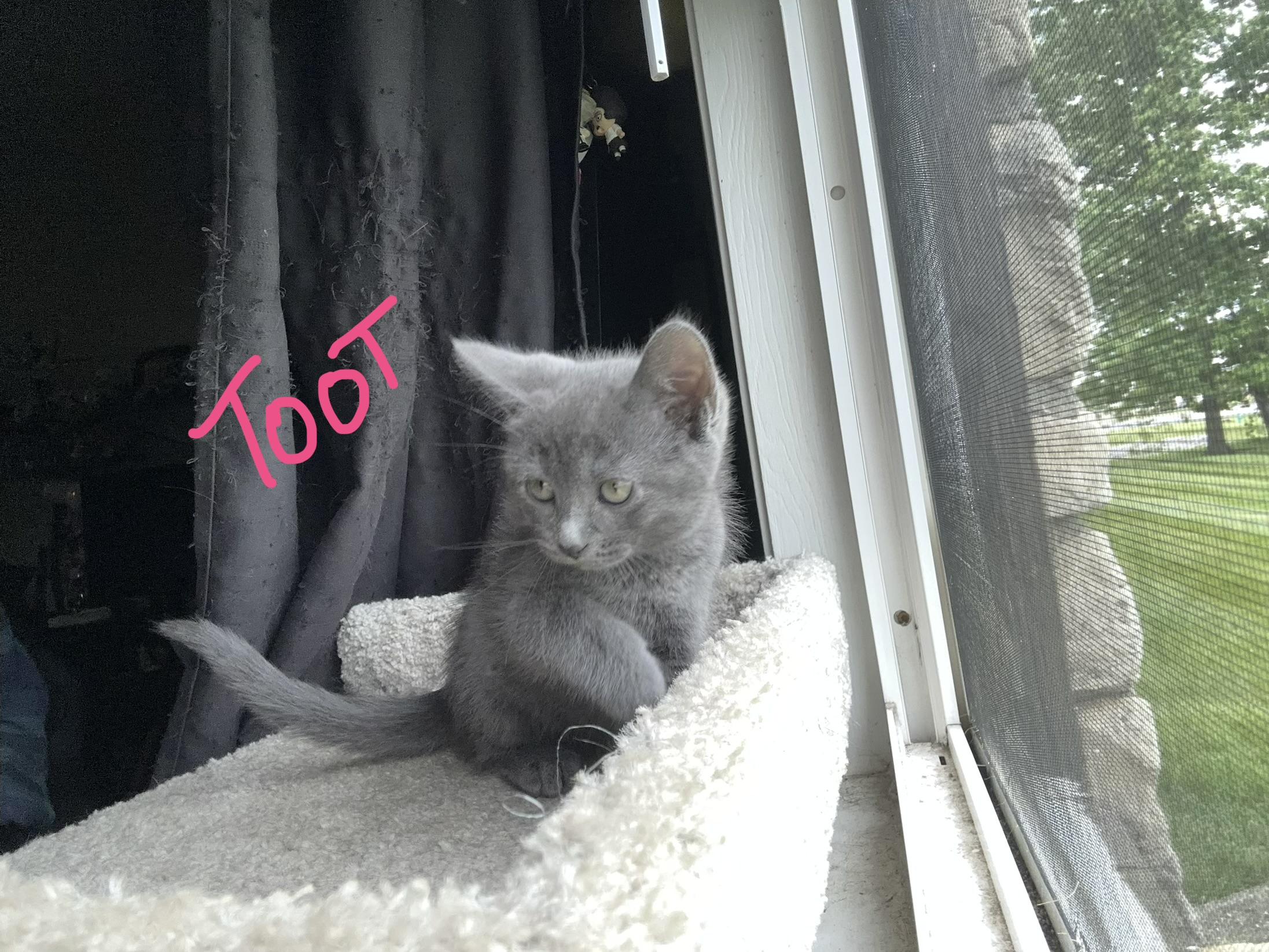 Toot, adopted, Kitten Female Domestic Short Hair.