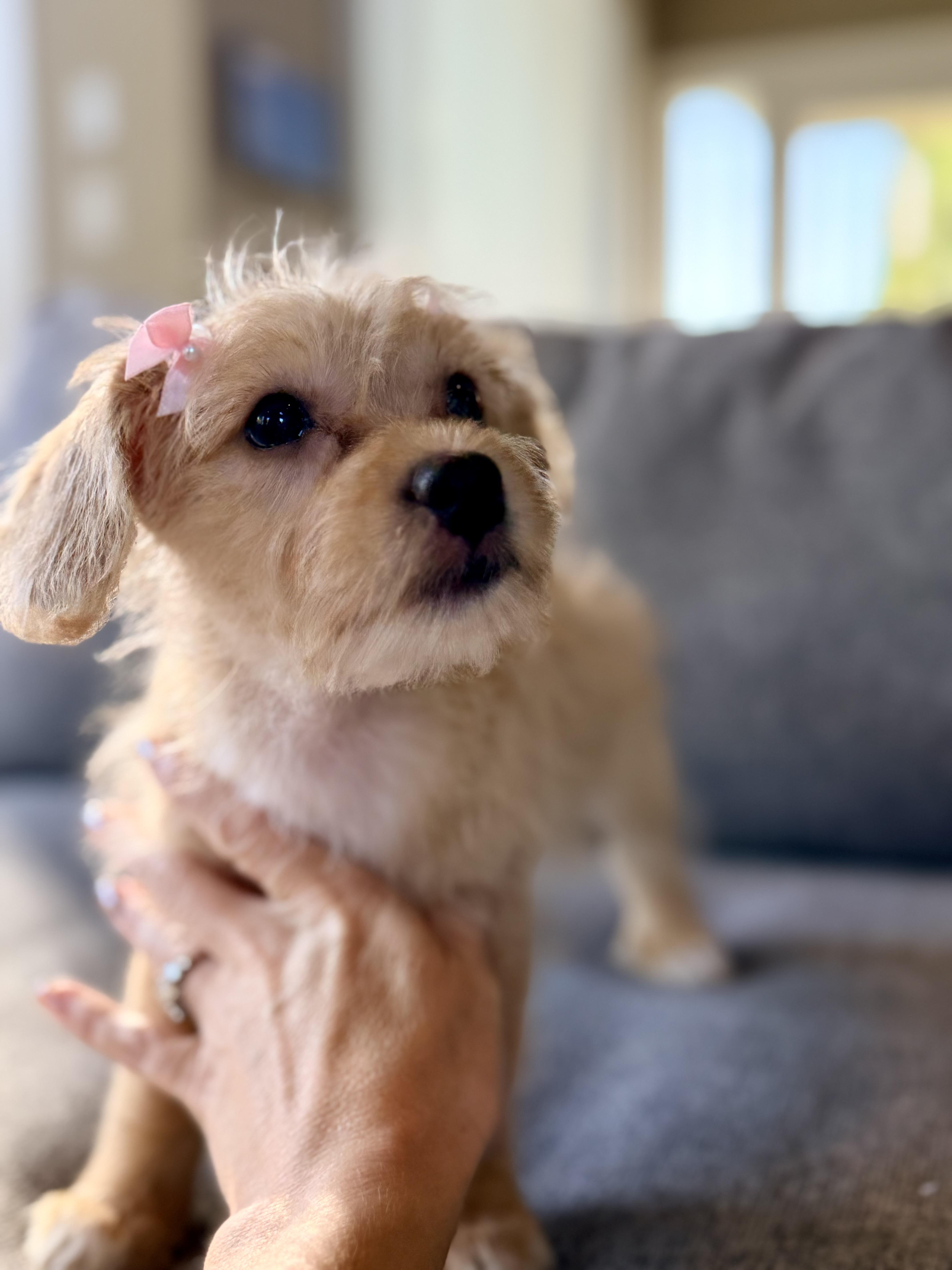Enlarge Hanna, a Adoptable mixed breed in Bonney Lake, WA image 2/3