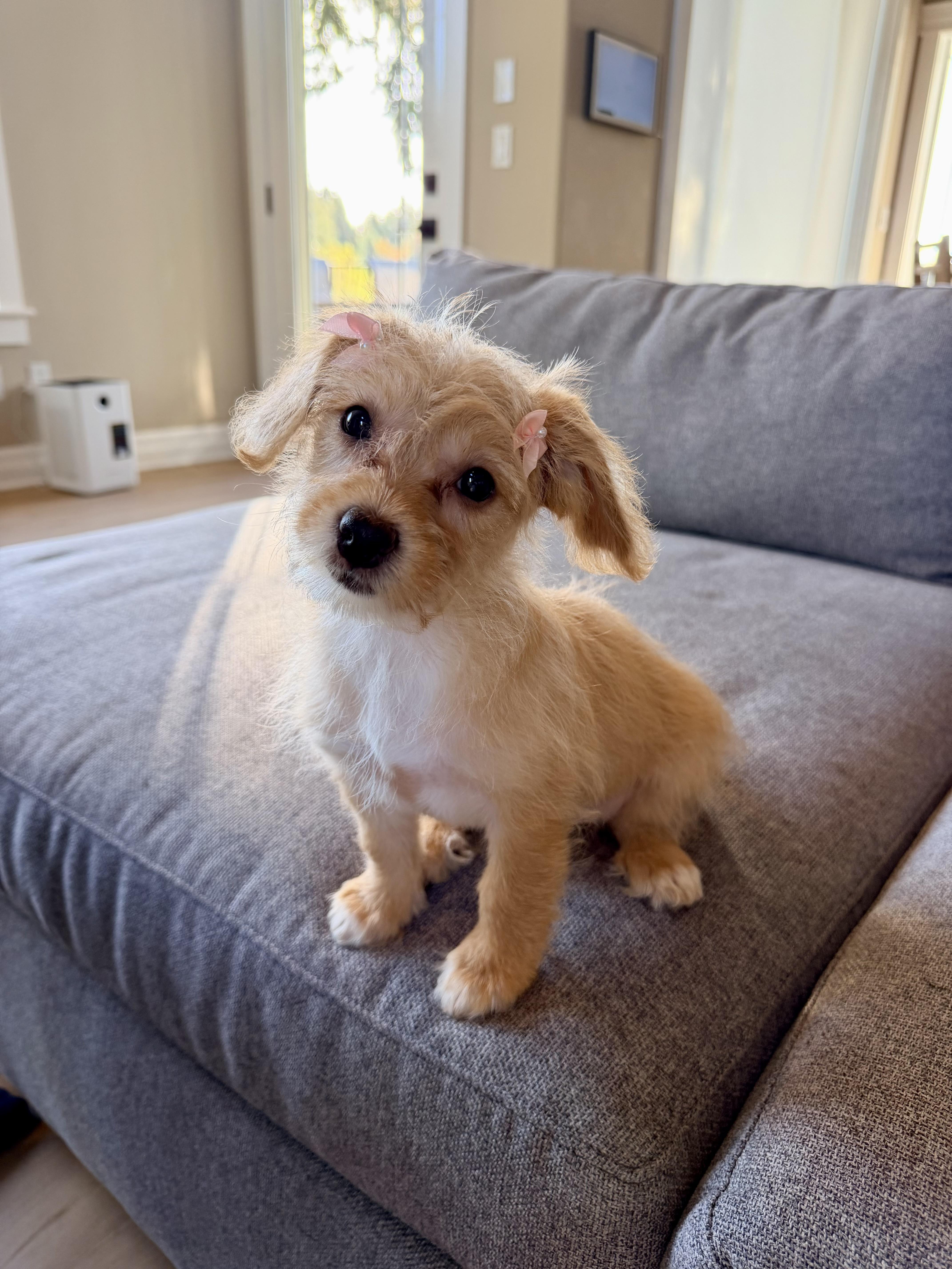 Hanna, Adoptable, Puppy Female Miniature Poodle & Terrier.