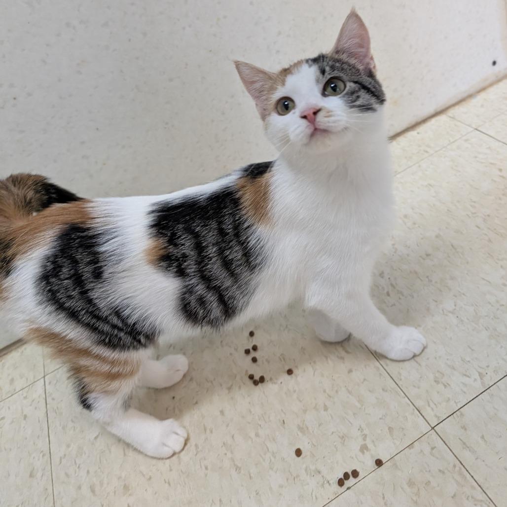 Enlarge Beezus, a Adoptable Domestic Short Hair in Milford, IA image 1/1