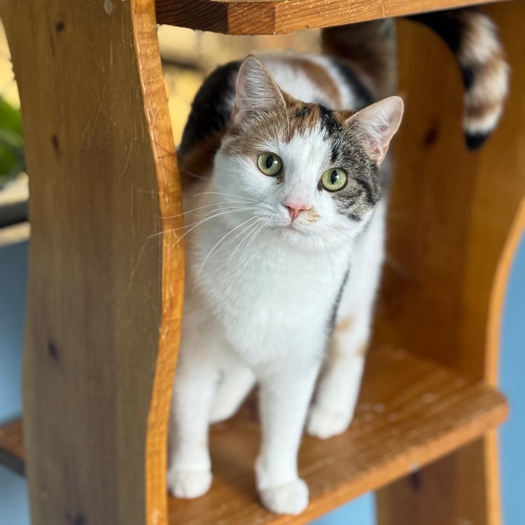 Enlarge Beezus, a Adoptable Domestic Short Hair in Milford, IA image 2/4