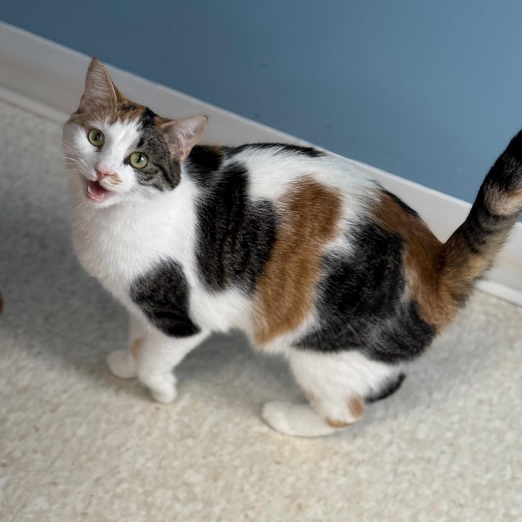 Enlarge Beezus, a Adoptable Domestic Short Hair in Milford, IA image 3/4