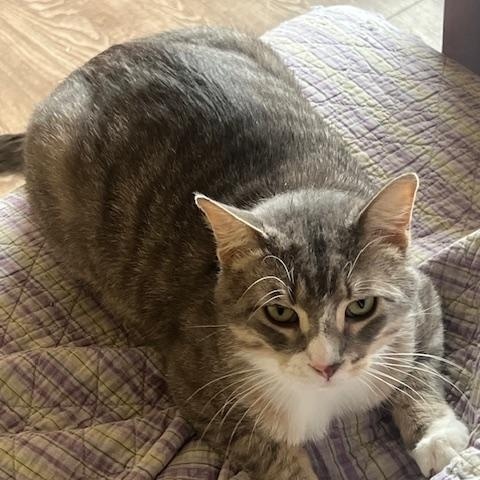 Enlarge Jasper, a Adopted Domestic Short Hair in Owatonna, MN image 1/6