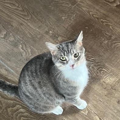 Enlarge Jasper, a Adopted Domestic Short Hair in Owatonna, MN image 2/6