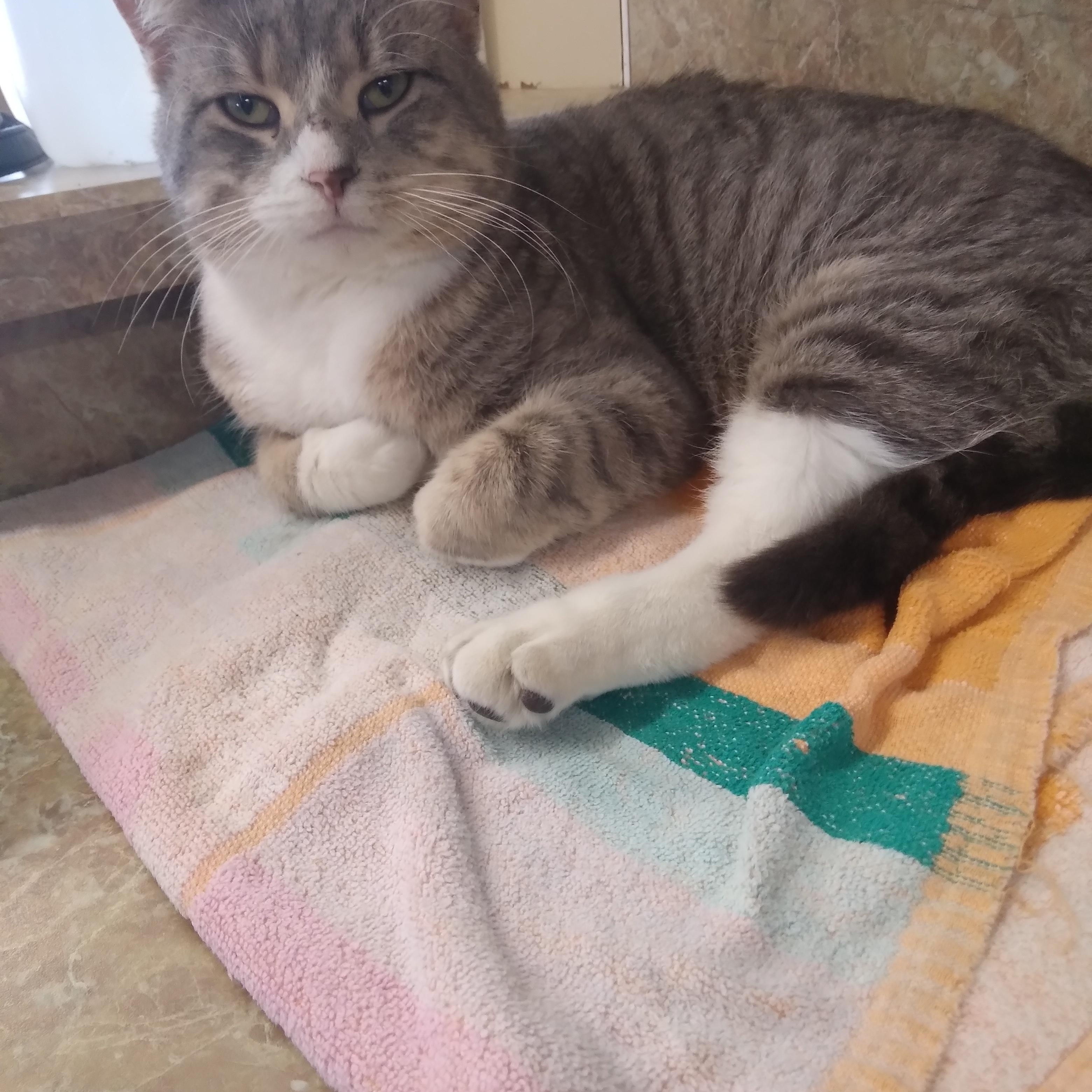 Enlarge Jasper, a Adopted Domestic Short Hair in Owatonna, MN image 4/6