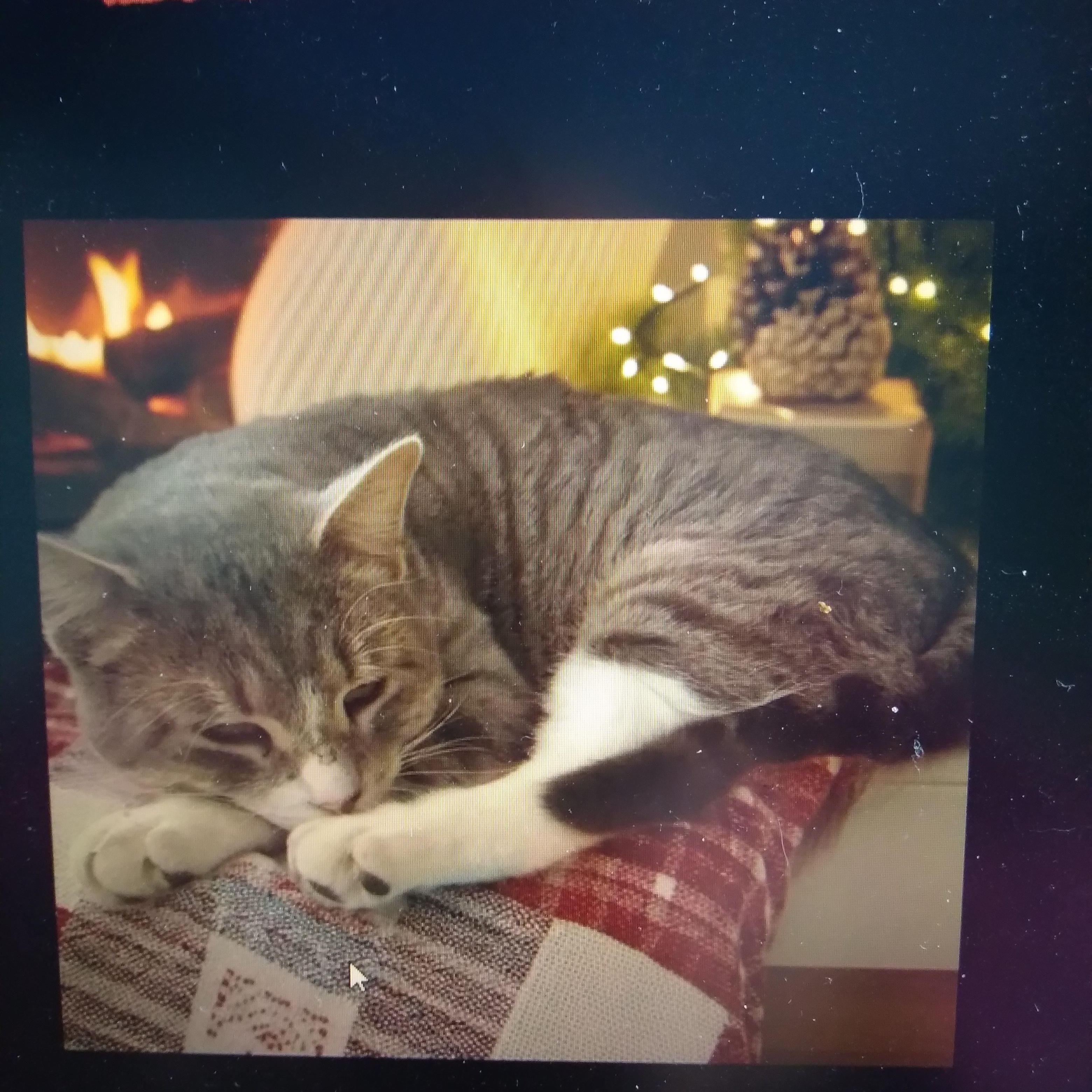 Enlarge Jasper, a Adopted Domestic Short Hair in Owatonna, MN image 5/6