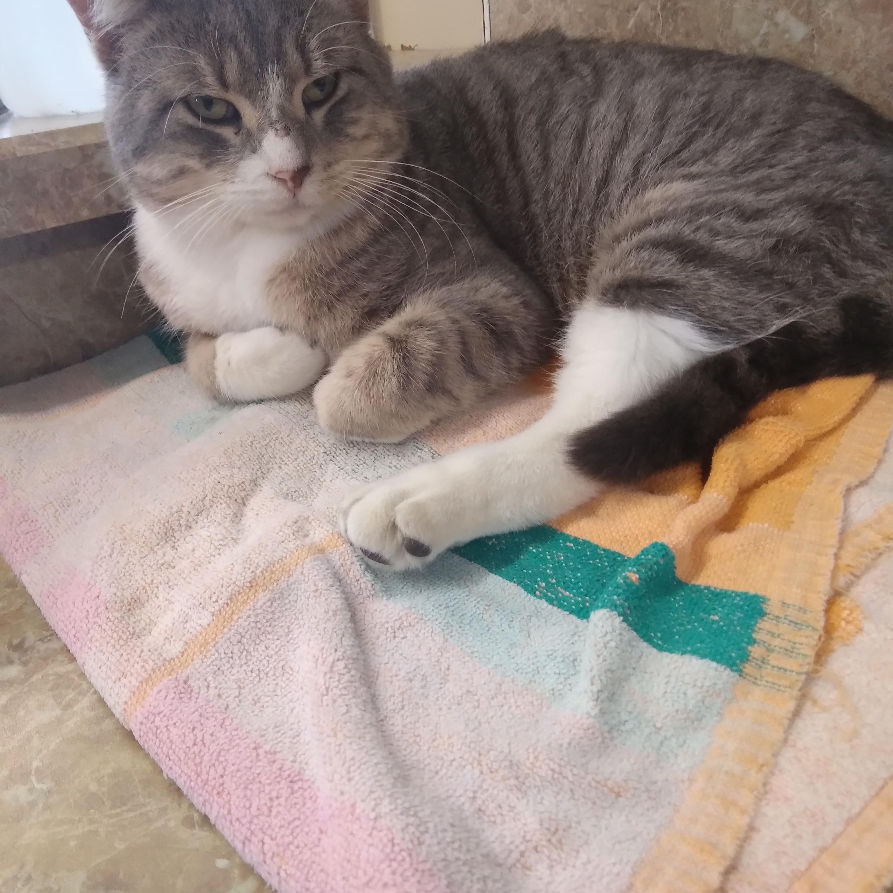 Enlarge Jasper, a Adopted Domestic Short Hair in Owatonna, MN image 6/6