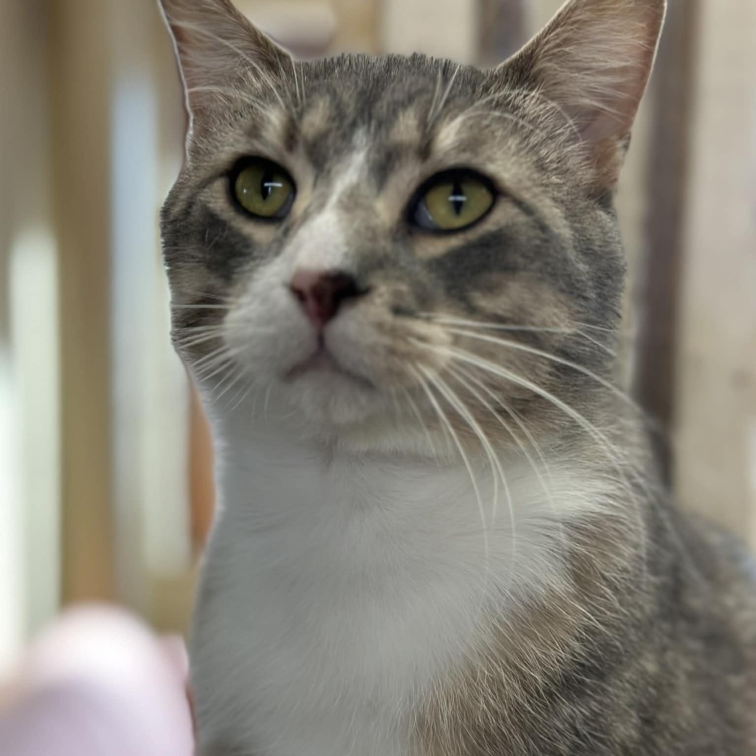 Enlarge Jasper, a Adopted Domestic Short Hair in Owatonna, MN image 3/6