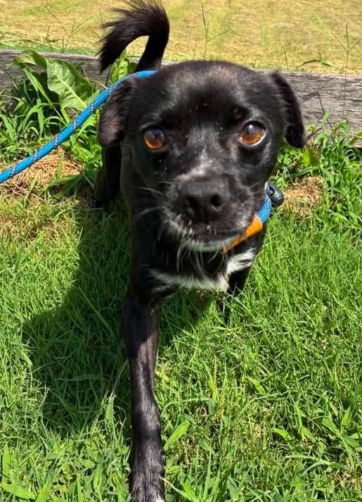 Enlarge Socks, an adopted mixed breed in Munfordville, KY image 1/3