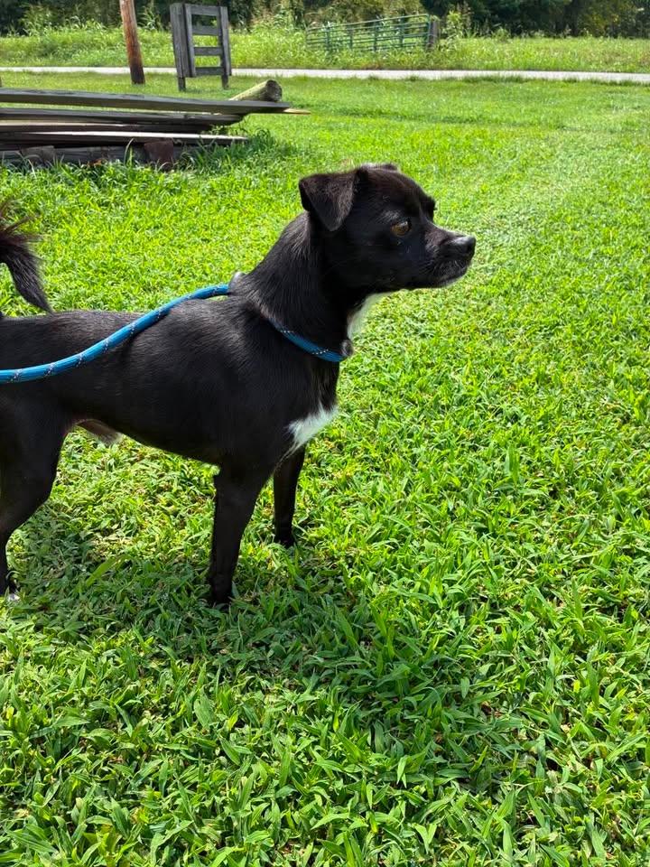 Enlarge Socks, an adopted mixed breed in Munfordville, KY image 2/3