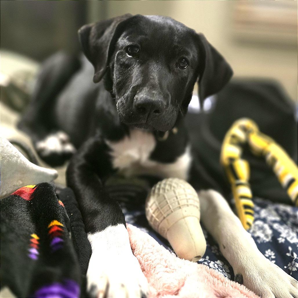 533 (2026) Doug, Adoptable, Puppy Male Anatolian Shepherd & Mixed Breed.