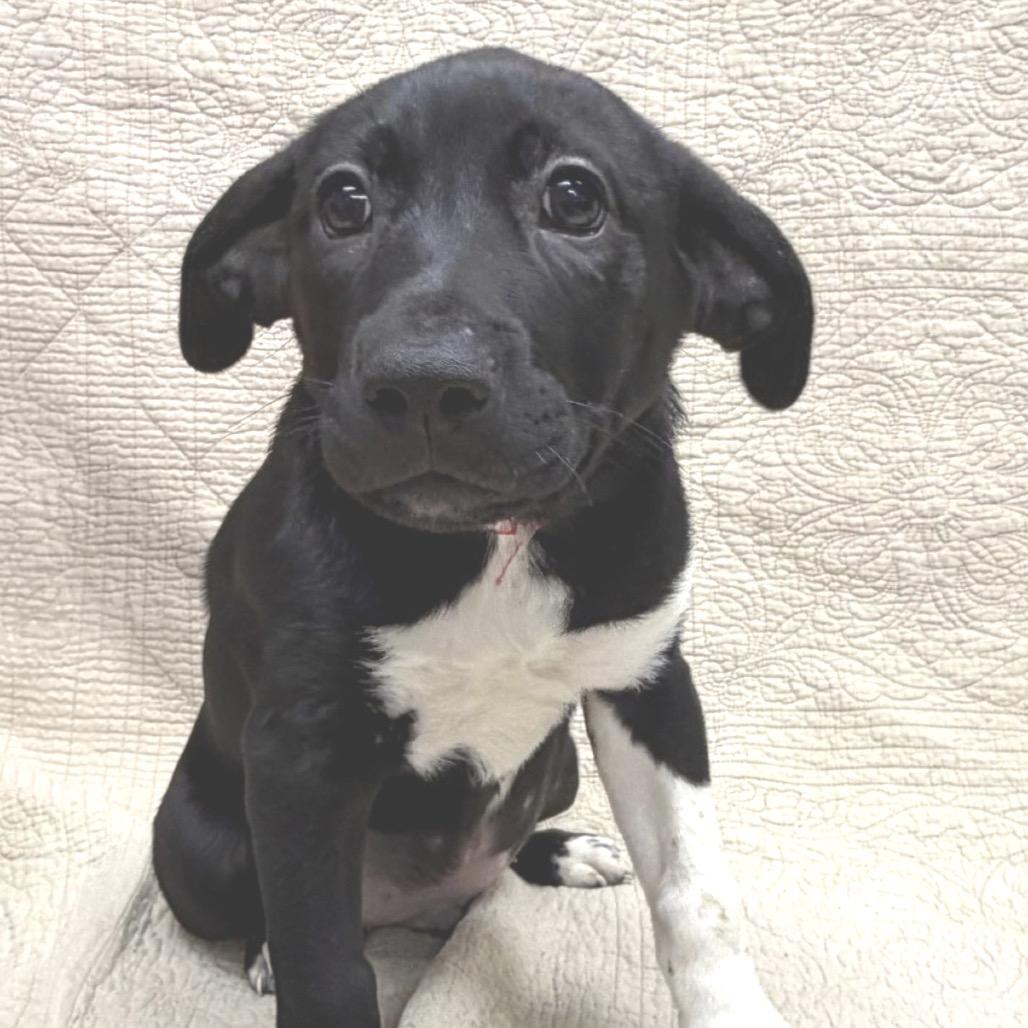 Enlarge 533 (2026) Doug, a Adoptable mixed breed in Parker, CO image 4/4