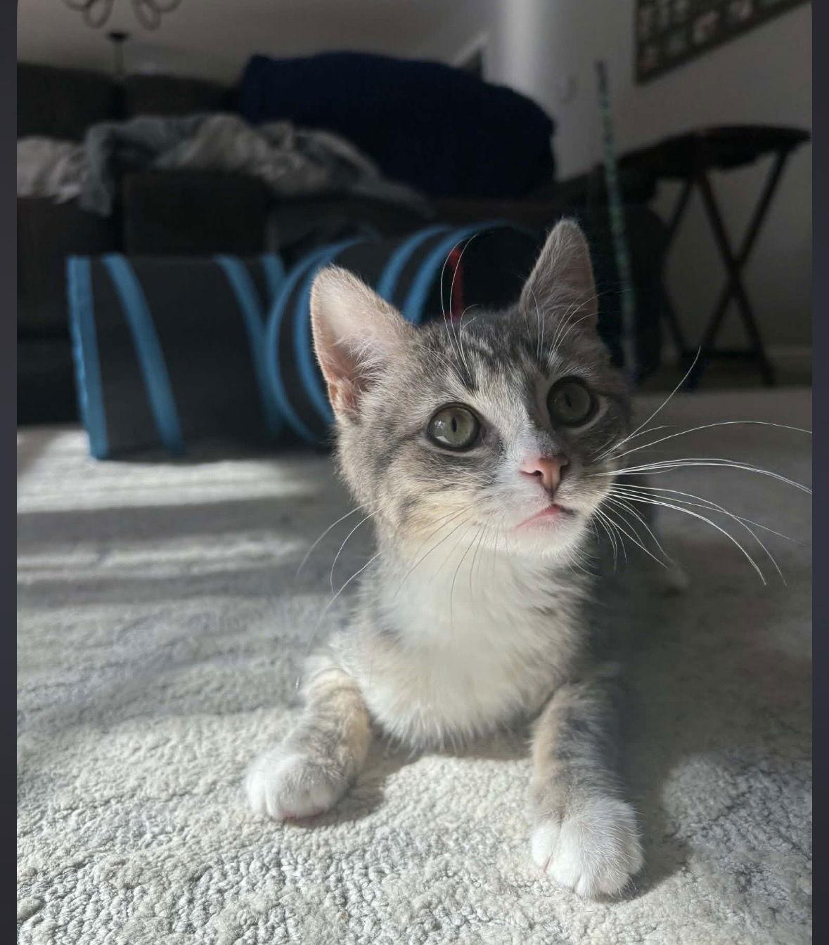 Enlarge Vesper (w/ Dorian), a Adopted Domestic Short Hair in Stewartsville, NJ image 1/2