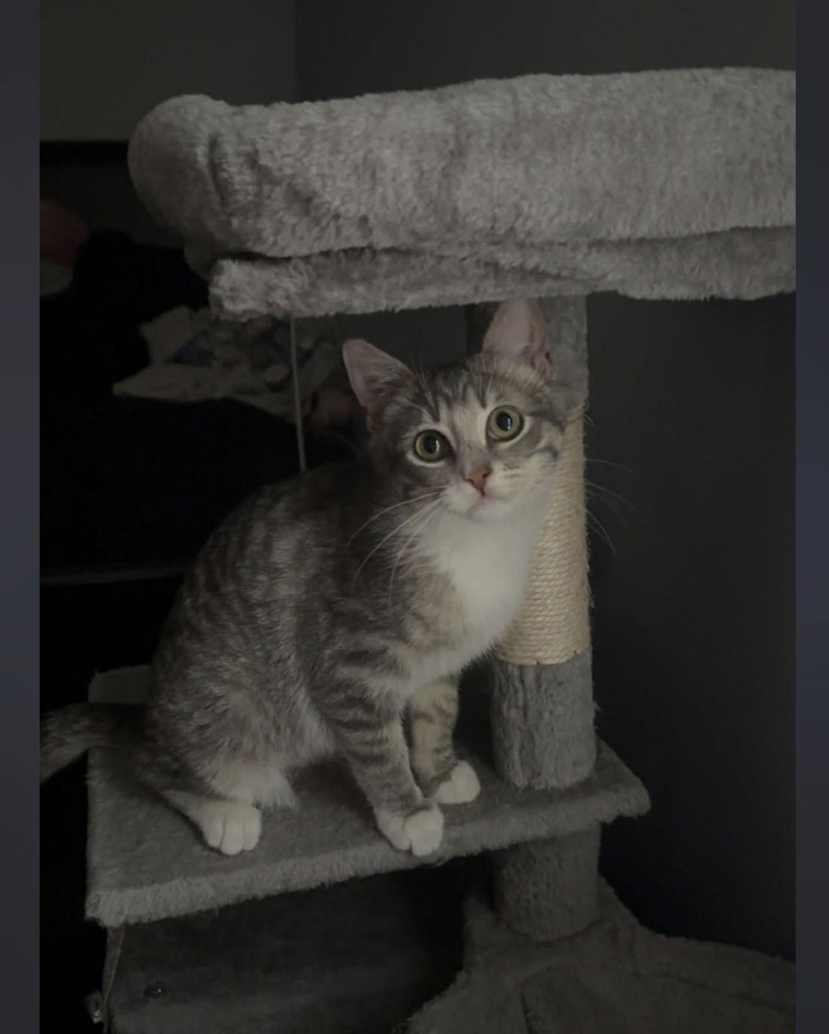 Enlarge Vesper (w/ Dorian), a Adopted Domestic Short Hair in Stewartsville, NJ image 2/2