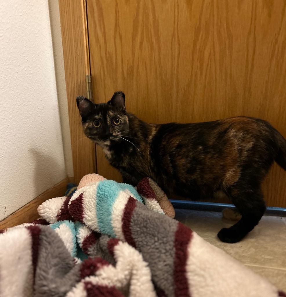 Owl, Adoptable, Young Female Domestic Short Hair.