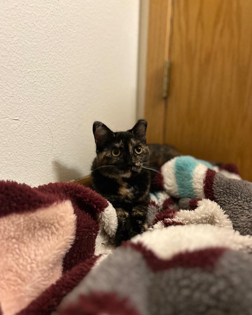 Owl, a Adoptable mixed breed in Minot, ND image 2/6