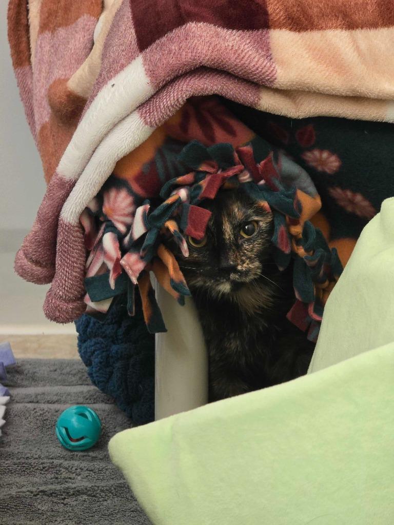 Owl, a Adoptable mixed breed in Minot, ND image 3/6