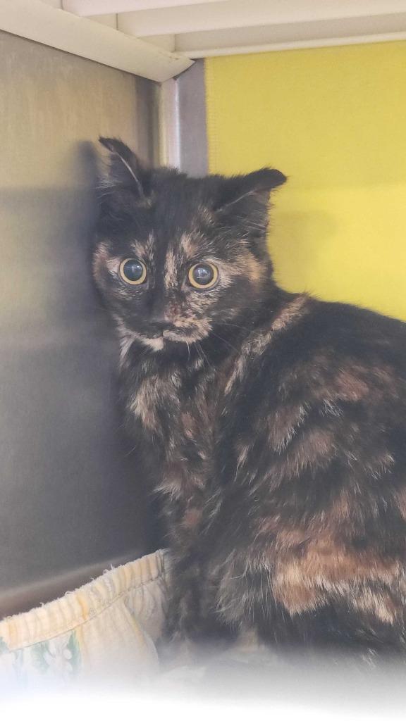 Owl, a Adoptable mixed breed in Minot, ND image 4/6