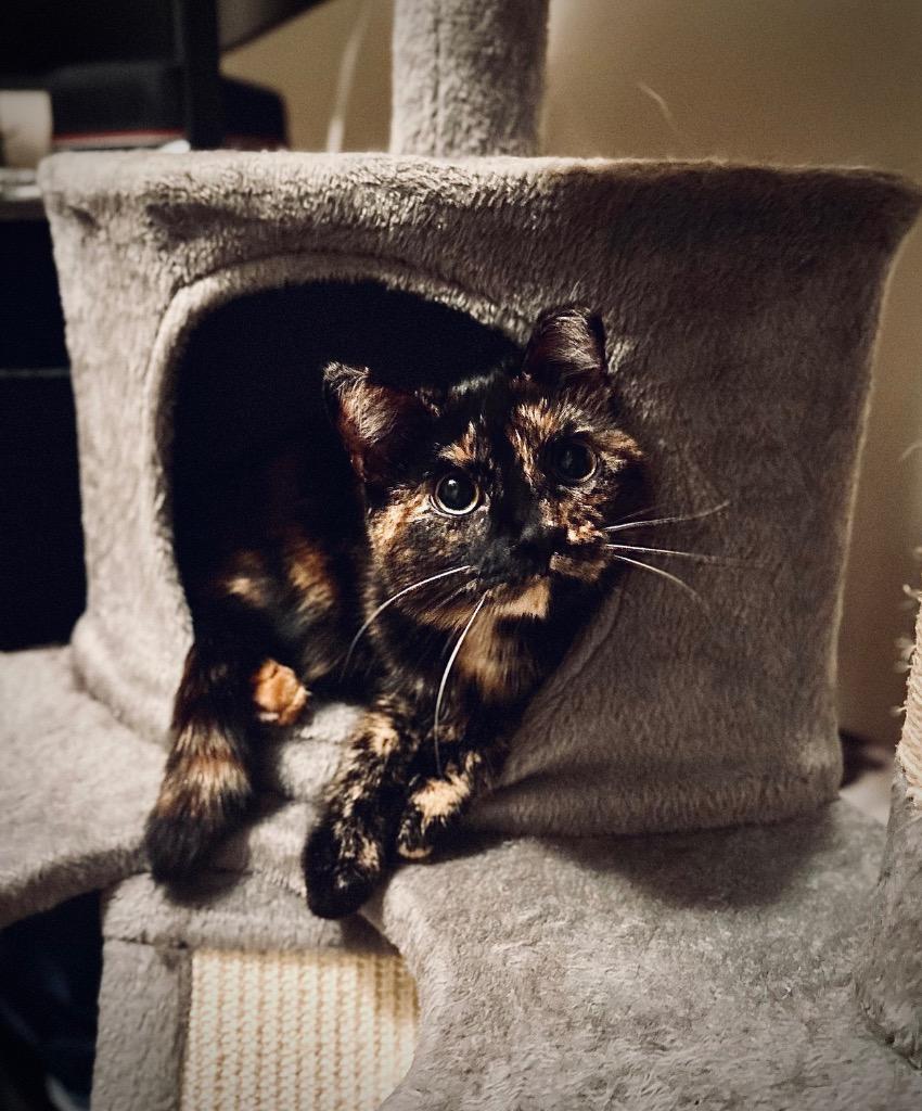 Owl, a Adoptable mixed breed in Minot, ND image 5/6