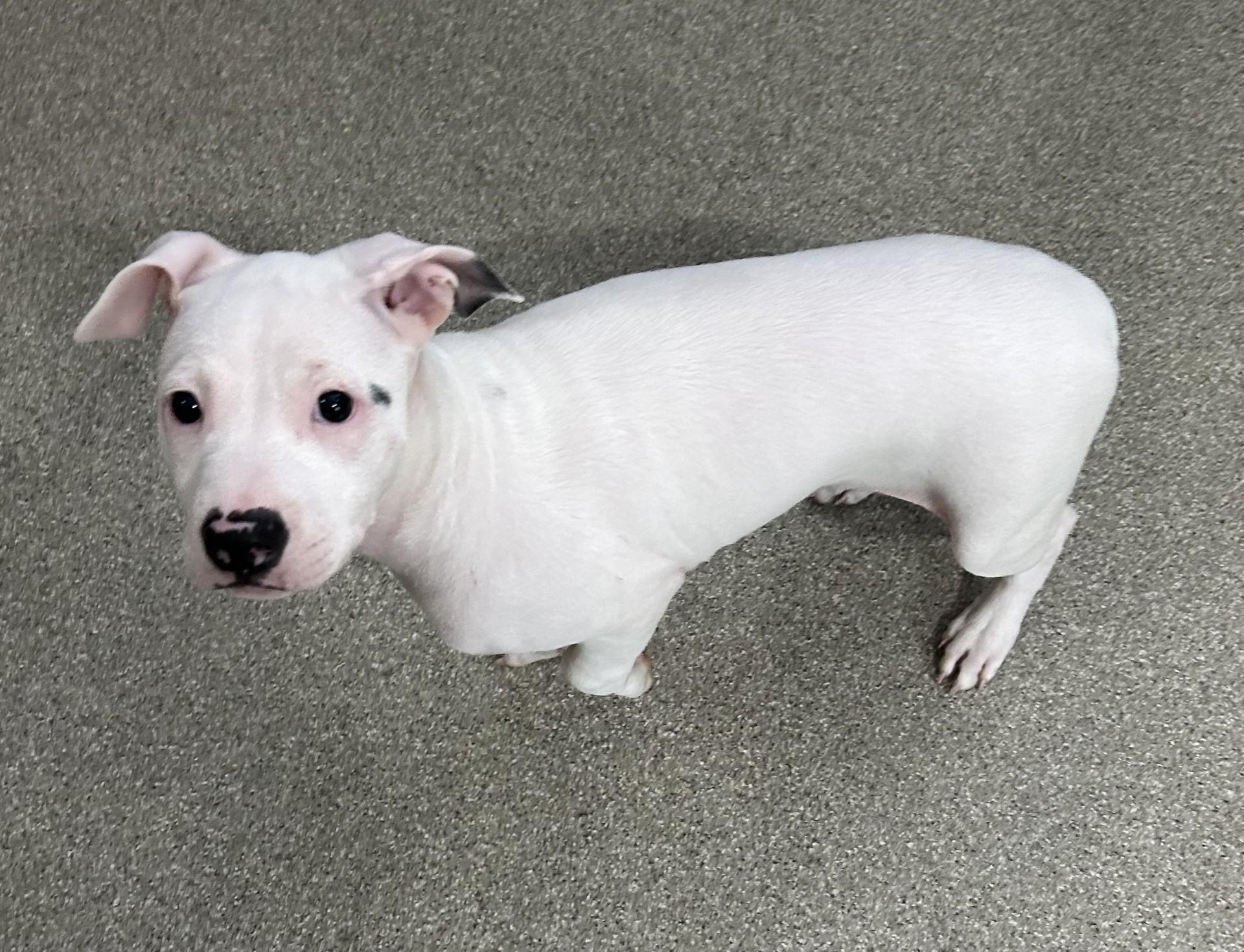 snowwhite, adopted, Puppy Female Pit Bull Terrier.