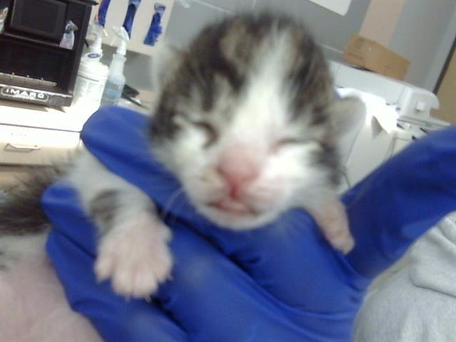 Enlarge TIP, a Adoptable Domestic Short Hair in Dallas, TX image 1/1
