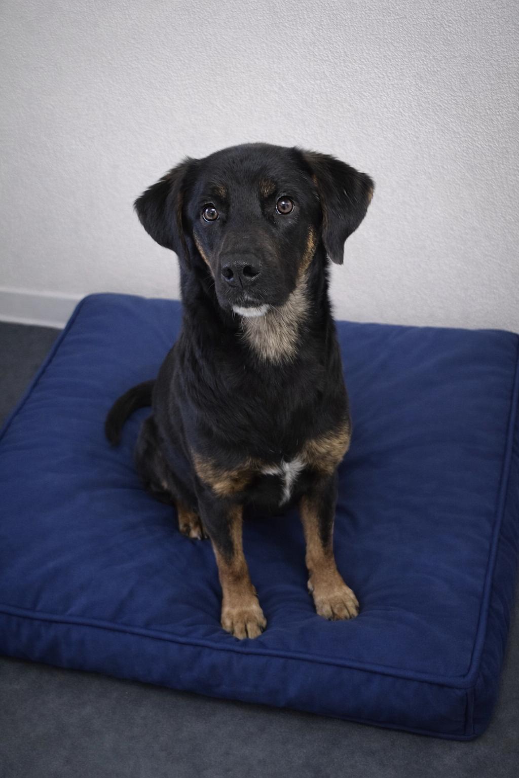 Tucker, ADOPTABLE, Young Male Shepherd.