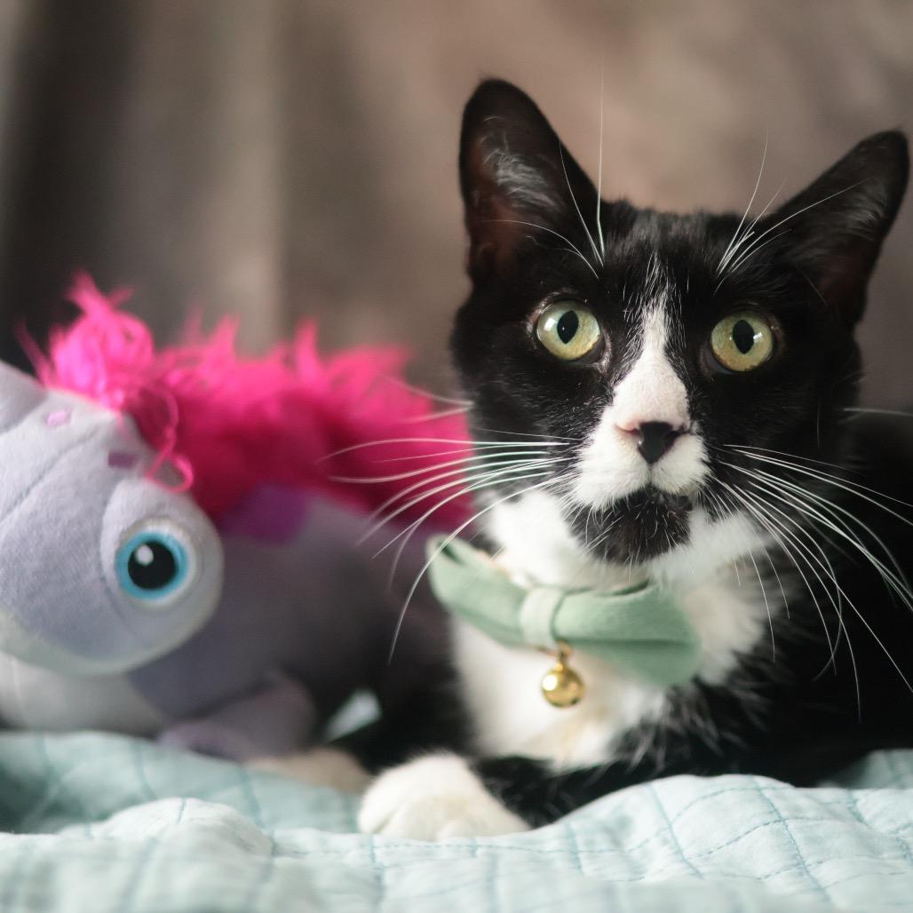 Lancelot, a Adoptable Domestic Short Hair in Philadelphia, PA image 1/6