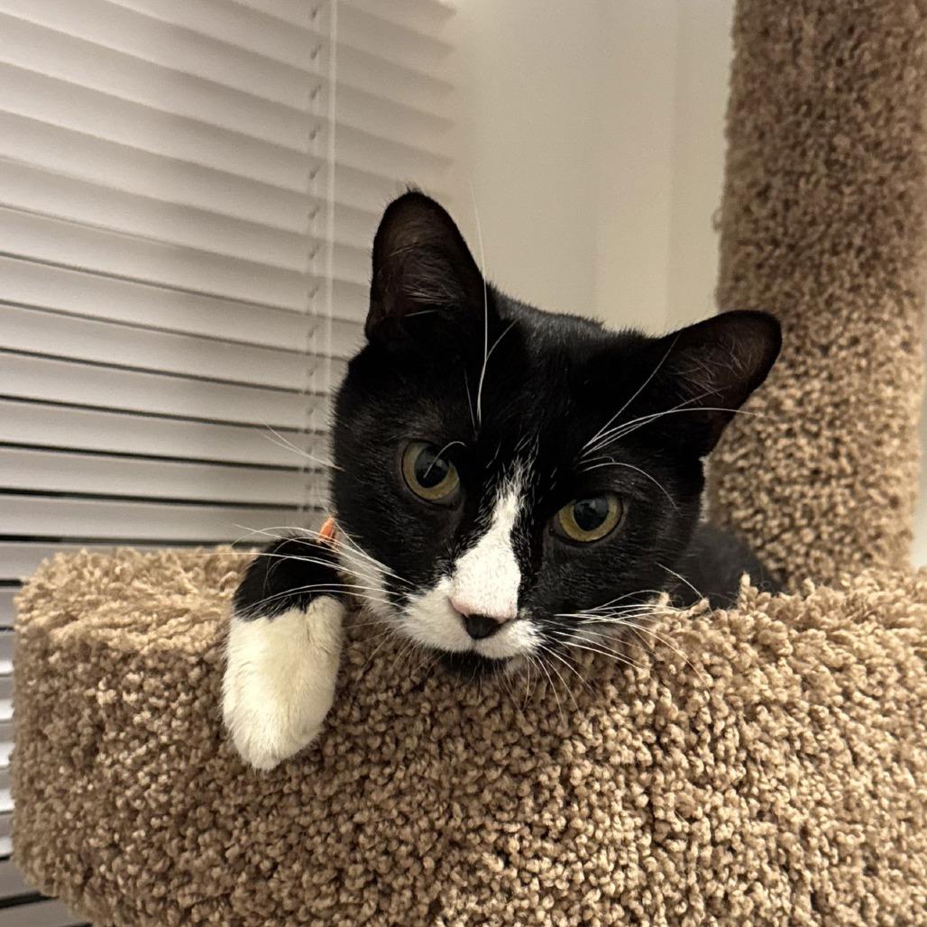 Enlarge Lancelot, a Adoptable Domestic Short Hair in Philadelphia, PA image 1/6