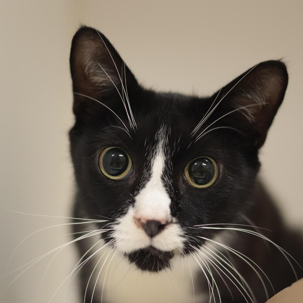 Enlarge Lancelot, a Adoptable Domestic Short Hair in Philadelphia, PA image 2/6