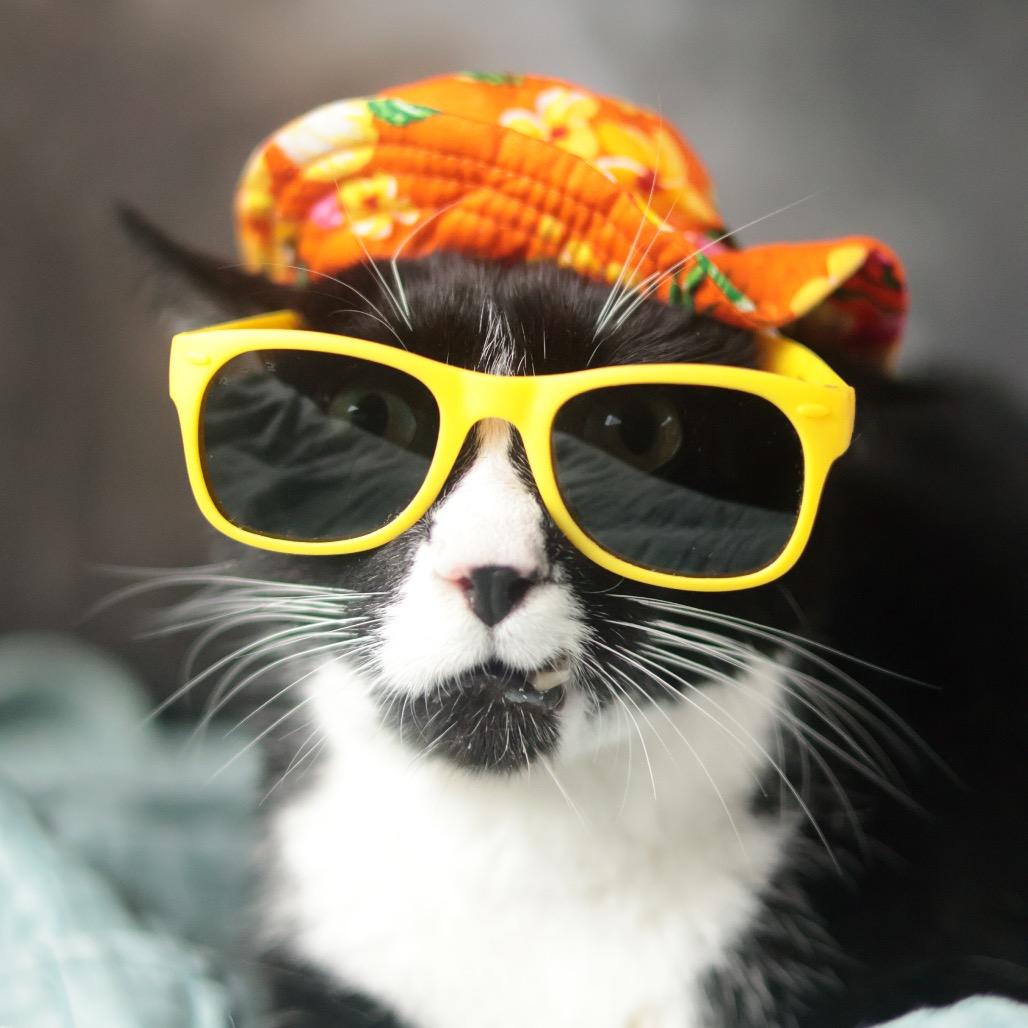 Lancelot, a Adoptable Domestic Short Hair in Philadelphia, PA image 2/6