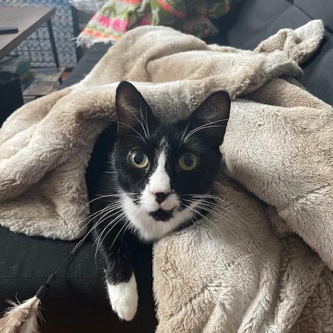 Enlarge Lancelot, a Adoptable Domestic Short Hair in Philadelphia, PA image 3/6