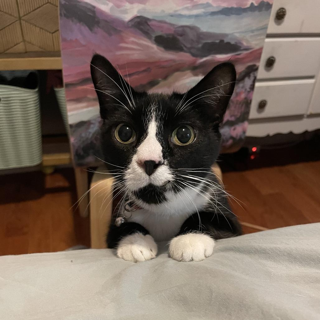 Enlarge Lancelot, a Adoptable Domestic Short Hair in Philadelphia, PA image 4/6