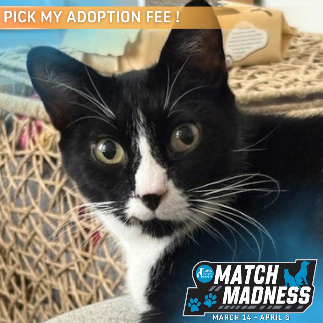 Enlarge Lancelot, a Adoptable Domestic Short Hair in Philadelphia, PA image 5/6